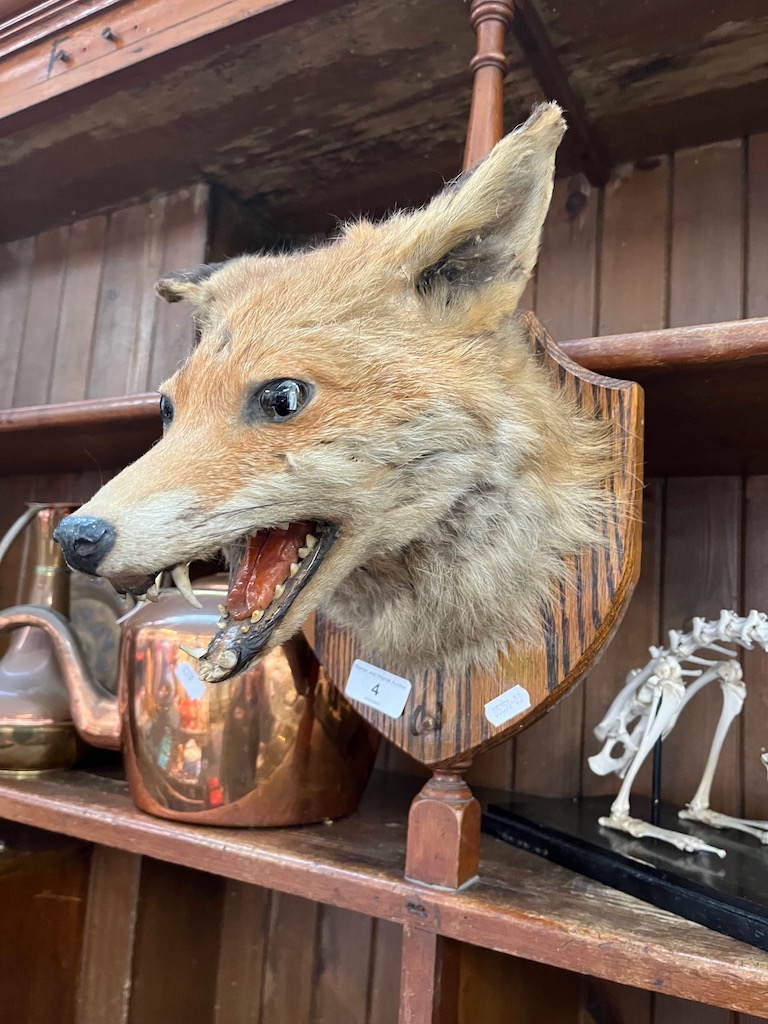 A mounted taxidermy fox head.