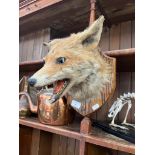 A mounted taxidermy fox head.