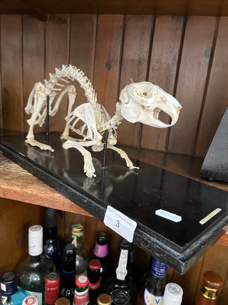 A mounted rabbit skeleton