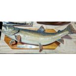 A taxidermy lake trout (salvelinus namaycush), mounted on pine board with plaque 'Lake Trout WT-15