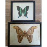 Two butterflies, The Banded Peacock & Attacus Atlas Moth (M), both framed and glazed.