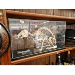 A rabbit skeleton, mounted in a display case, 50cm wide.