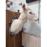 A taxidermy deer head on shield mount.