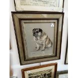 Mary Browing, pug portrait, pastel, 34cm x 40cm, signed and dated (19)72, framed 55cm x 62cm.
