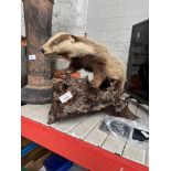 A taxidermy study of a young badger on a log.