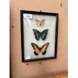 Three framed butterflies.