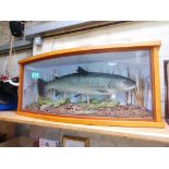 A taxidermy salmon within naturalistically formed display, case length 102cm.