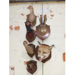 Six mounted taxidermy heads by T Salkeld, Carnforth, comprising a fox, a rabbit and three pheasants.