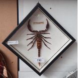 A cased specimen of Malaysian scorpion.