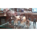 6 Beswick cattle figures. Jersey bull marked Ch Dunsley Coy. Boy; similar cow but mark worn (poss