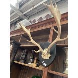 Taxidermy stag's horns on plinth.