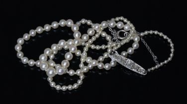 An antique natural pearl necklace, single strand of 143 graduated natural saltwater pearls, the