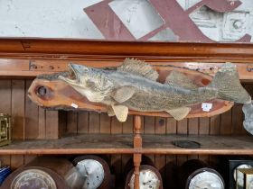 A Walleye fish mounted on a wooden plaque