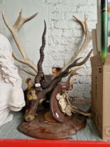 A Blackbuck head, a 14 point Antler Stag's head and a small mounted 8 point Antler