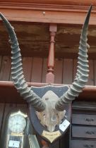 A Buffon's Kob (Antelope) 1907 head mounted on a wooden plaque, a similar badger's head. and an