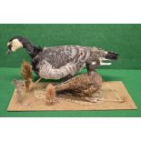 Taxidermy goose and duck mounted on naturalistic base Please note descriptions are not condition