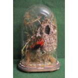 Taxidermy Scarlet Tanager bird and nest on naturalistic base under glass dome - 16.25" tall