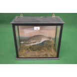 Taxidermy possibly Sandpiper in glazed case and naturalistic setting - 14.5" wide (case) Please note