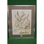 John Tennent, 1976 (born 1926) Limited Edition coloured print numbered 30/100 and titled "Dunlin