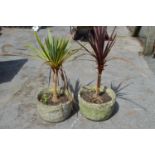 Two potted palms in circular planters Please note descriptions are not condition reports, please