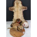 Taxidermy - Fox Cub on Wooden Plinth, Fox Mask, Pheasant Head on Wooden Plinth and a Pole Martin ?