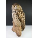 Taxidermy - An Indian Eagle-owl perched on a wooden base, approx 47cm high