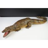 Taxidermy - Small Crocodile in a natural pose barring it's teeth, 73cm long