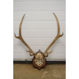 Taxidermy - Set of Stag Antlers with eight points, the skull fragment painted ' Sept 20th 1893