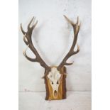 Taxidermy - Set of Stag Antlers and skull with thirteen points mounted on a rustic wooden plinth,