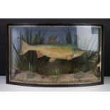 Taxidermy - An early 20th century Grass Carp in a naturalistic setting, with gilt inscription "