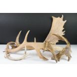 Two Pairs of Loose Antlers plus another Small Antler