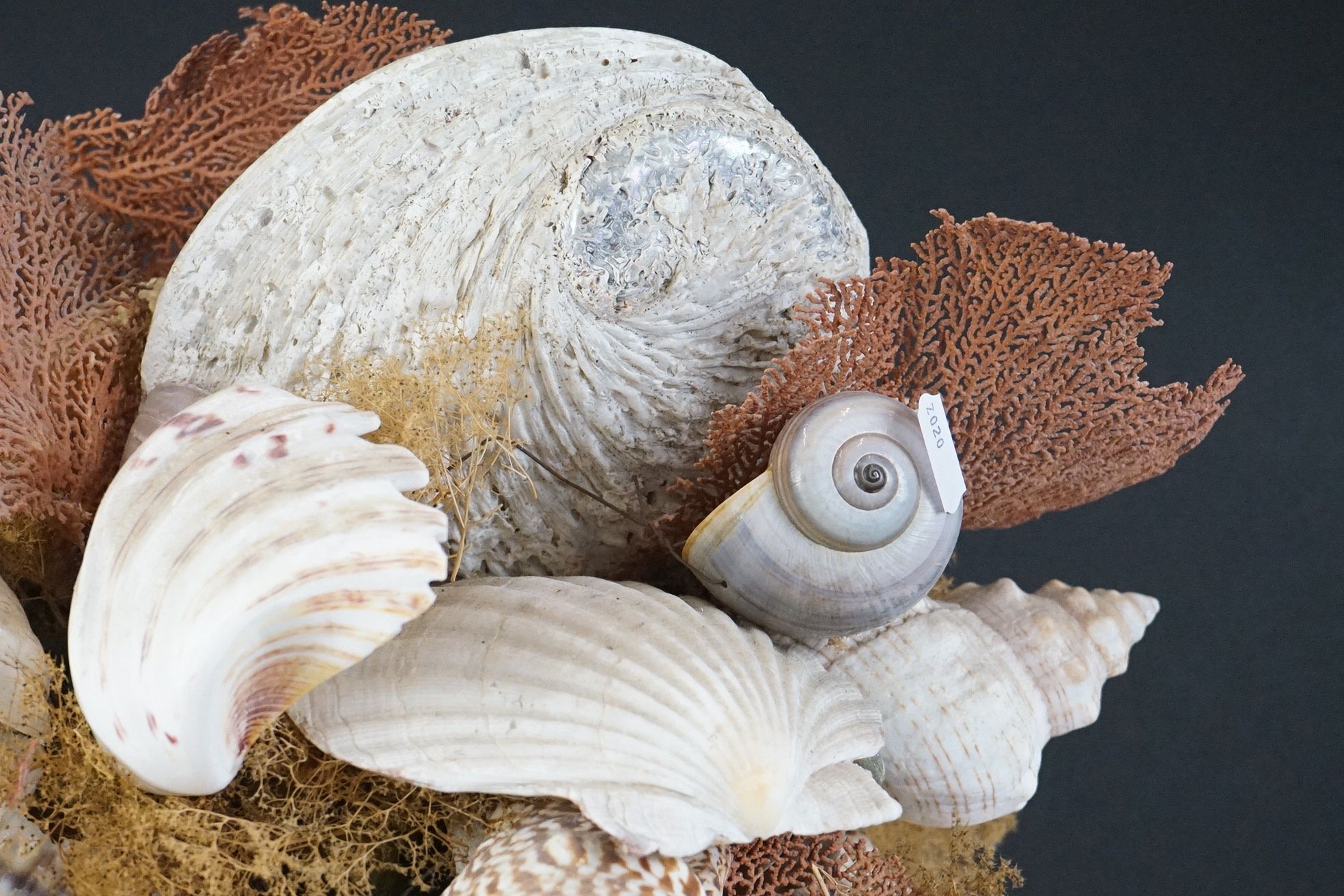 Table centrepiece presentation of sea shells to include conch shells, starfish, seaweed, paua - Image 6 of 10