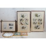 Pair of Framed and Glazed Entomology Pictures, each containing Six Illustrations of Butterflies