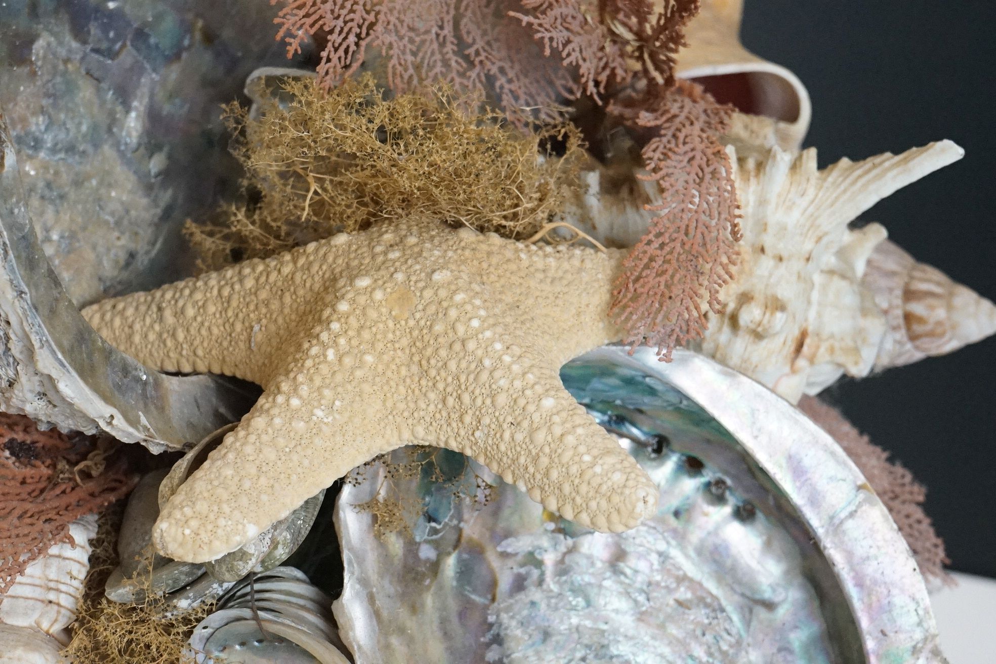 Table centrepiece presentation of sea shells to include conch shells, starfish, seaweed, paua - Image 5 of 10