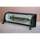 Taxidermy - Early 20th Century Pike mounted within a bow-fronted ebonised & glazed case, with