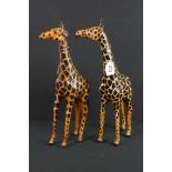 Pair of papier mache & leather standing giraffes, realistically modelled, hand-painted, in the