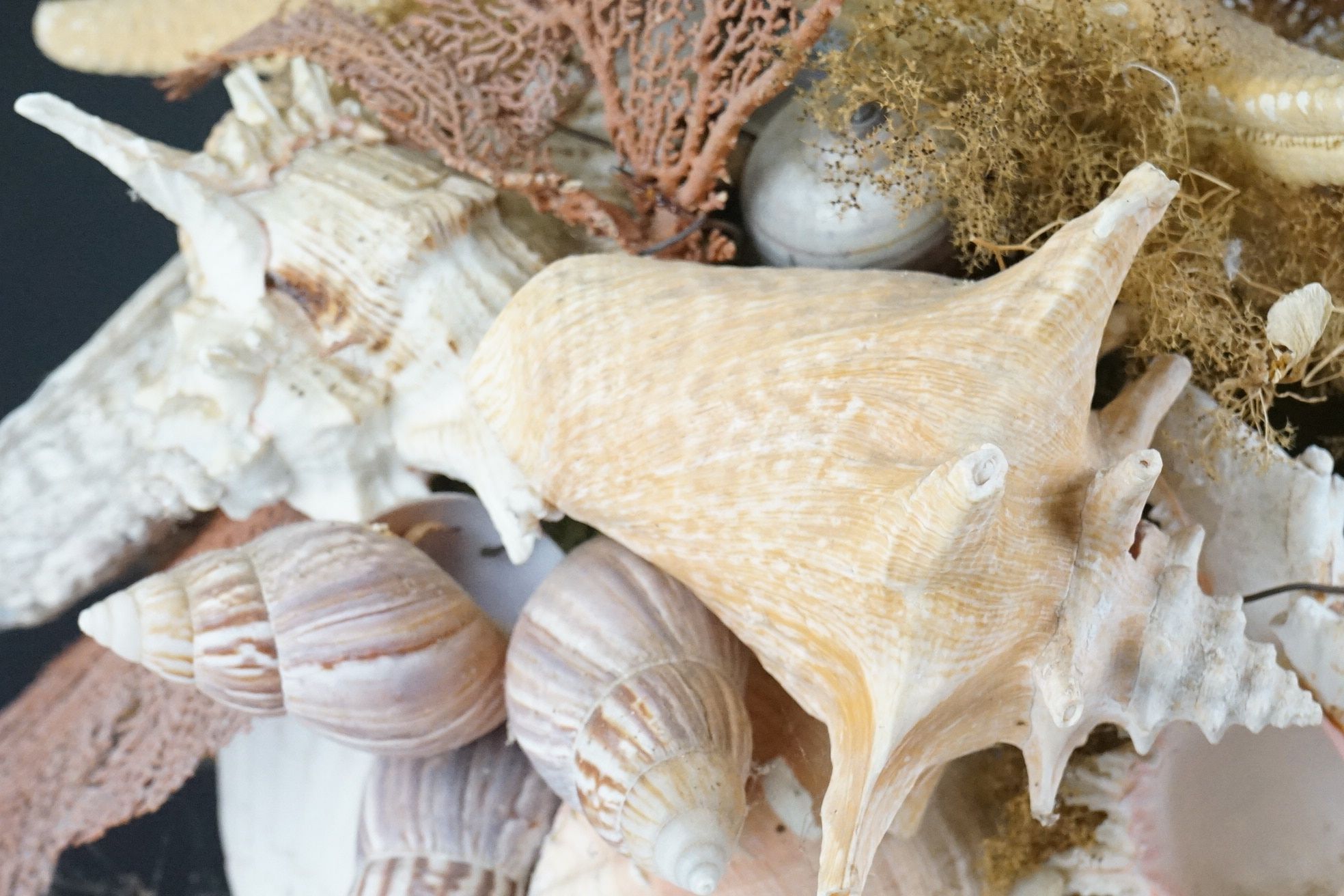 Table centrepiece presentation of sea shells to include conch shells, starfish, seaweed, paua - Image 9 of 10