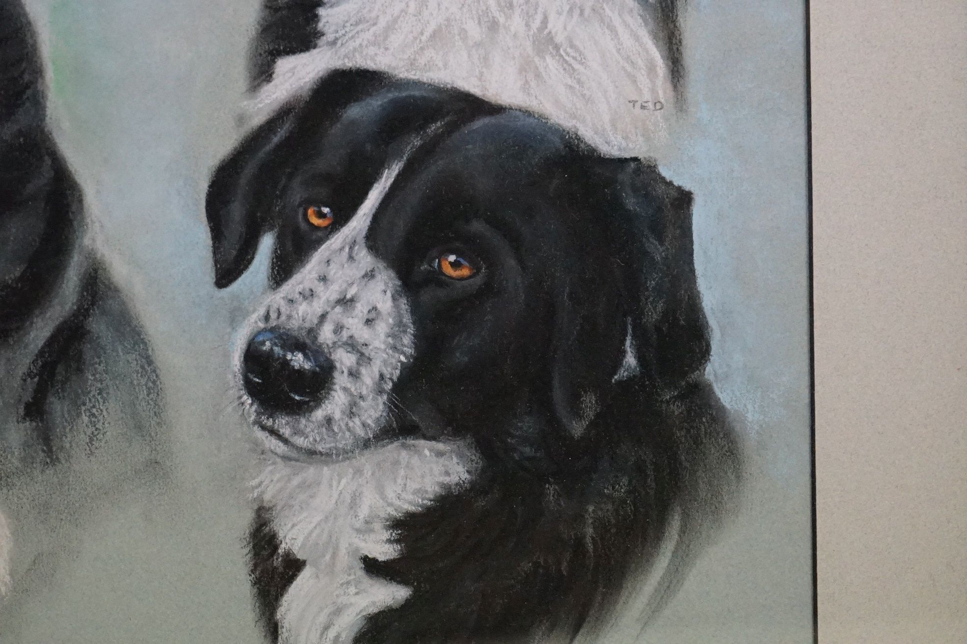 Pat LLoyd Pastel Study of Border Collies - Image 5 of 7