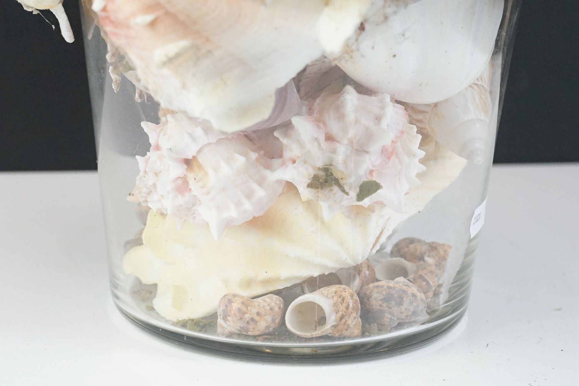 Table centrepiece presentation of sea shells to include conch shells, starfish, seaweed, paua - Image 10 of 10