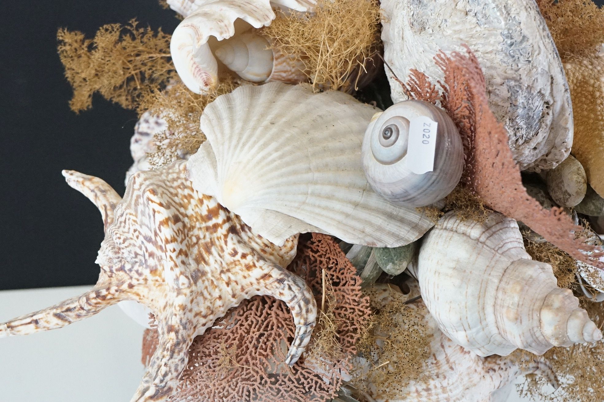 Table centrepiece presentation of sea shells to include conch shells, starfish, seaweed, paua - Image 4 of 10