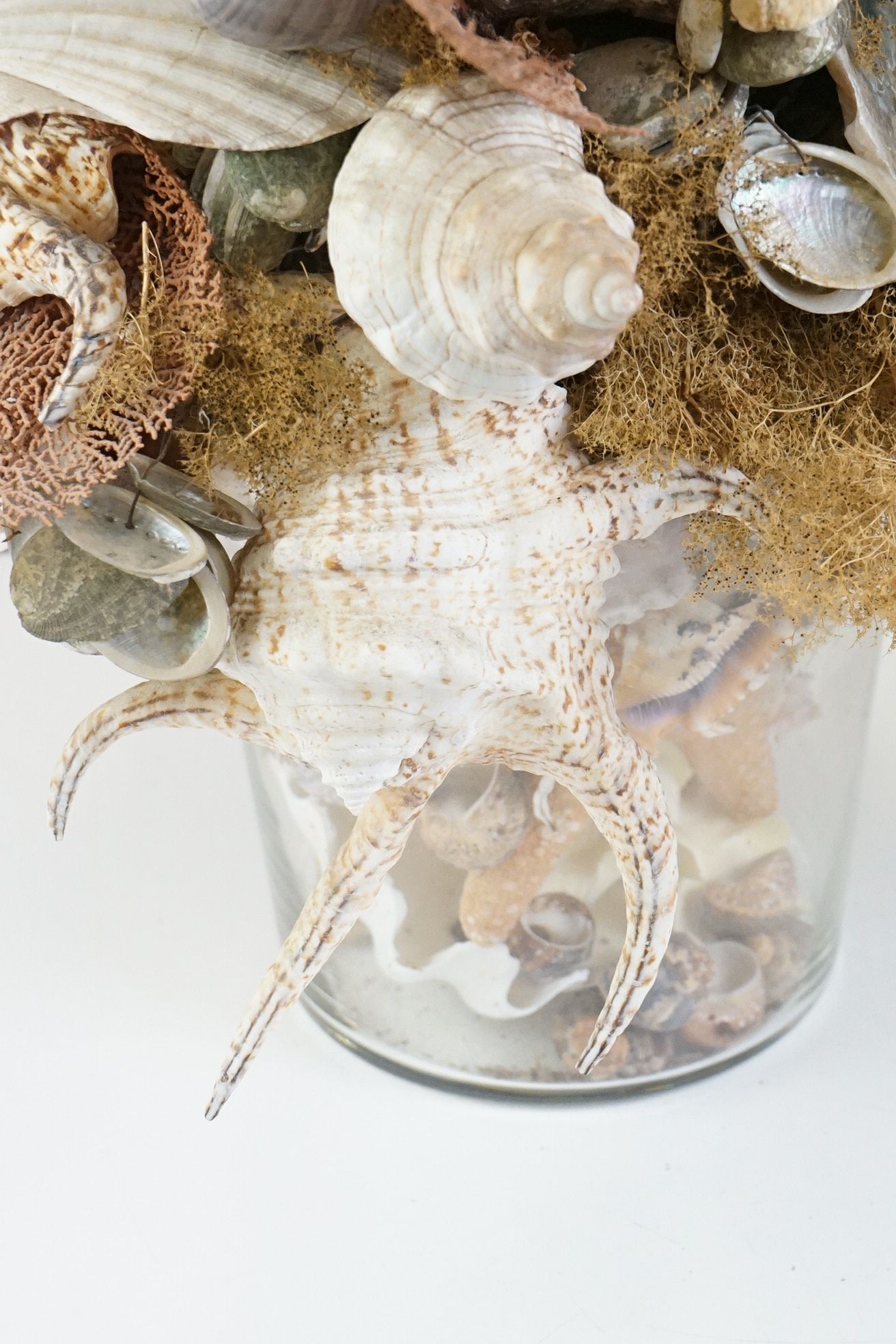 Table centrepiece presentation of sea shells to include conch shells, starfish, seaweed, paua - Image 3 of 10