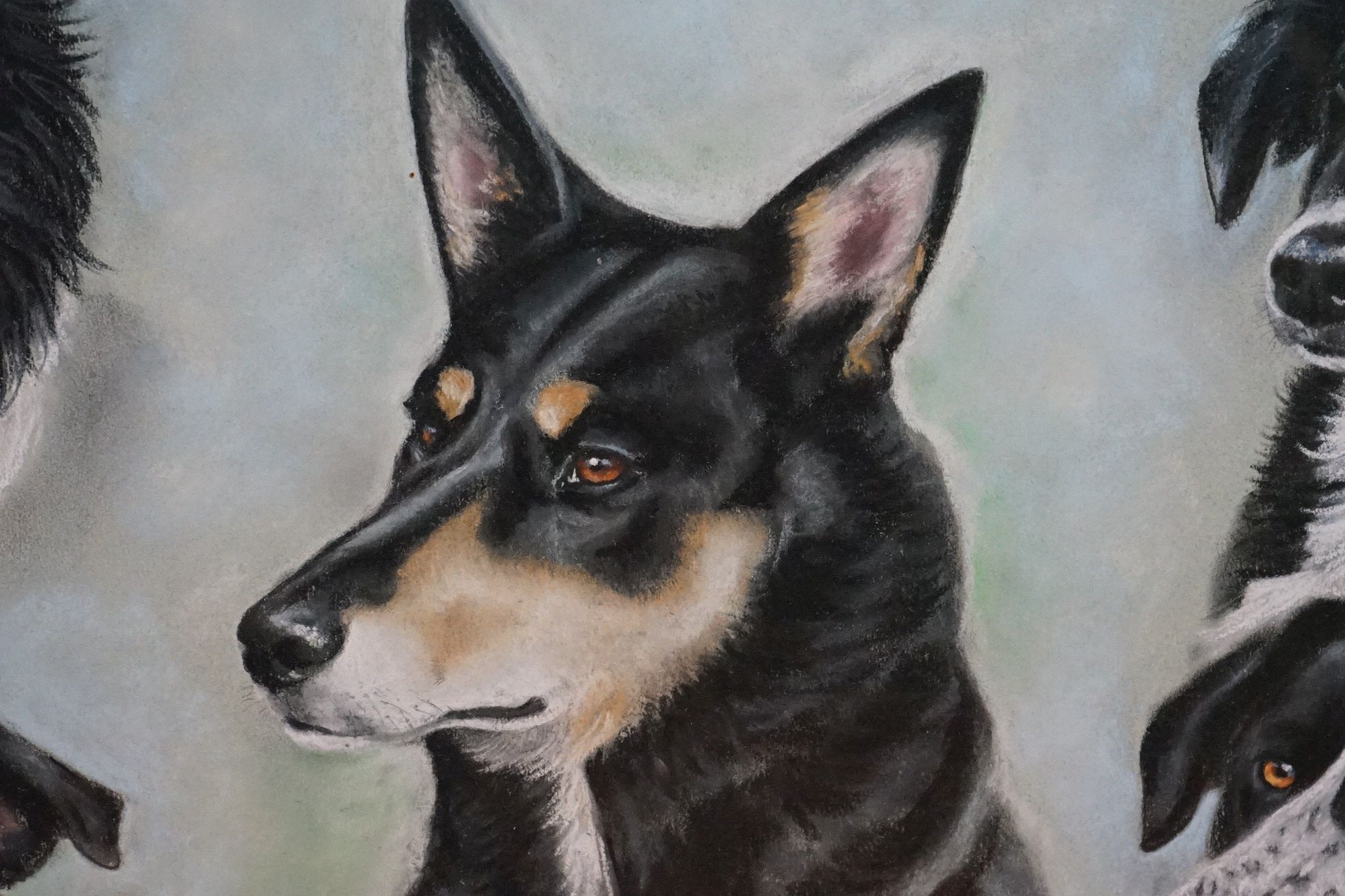 Pat LLoyd Pastel Study of Border Collies - Image 3 of 7