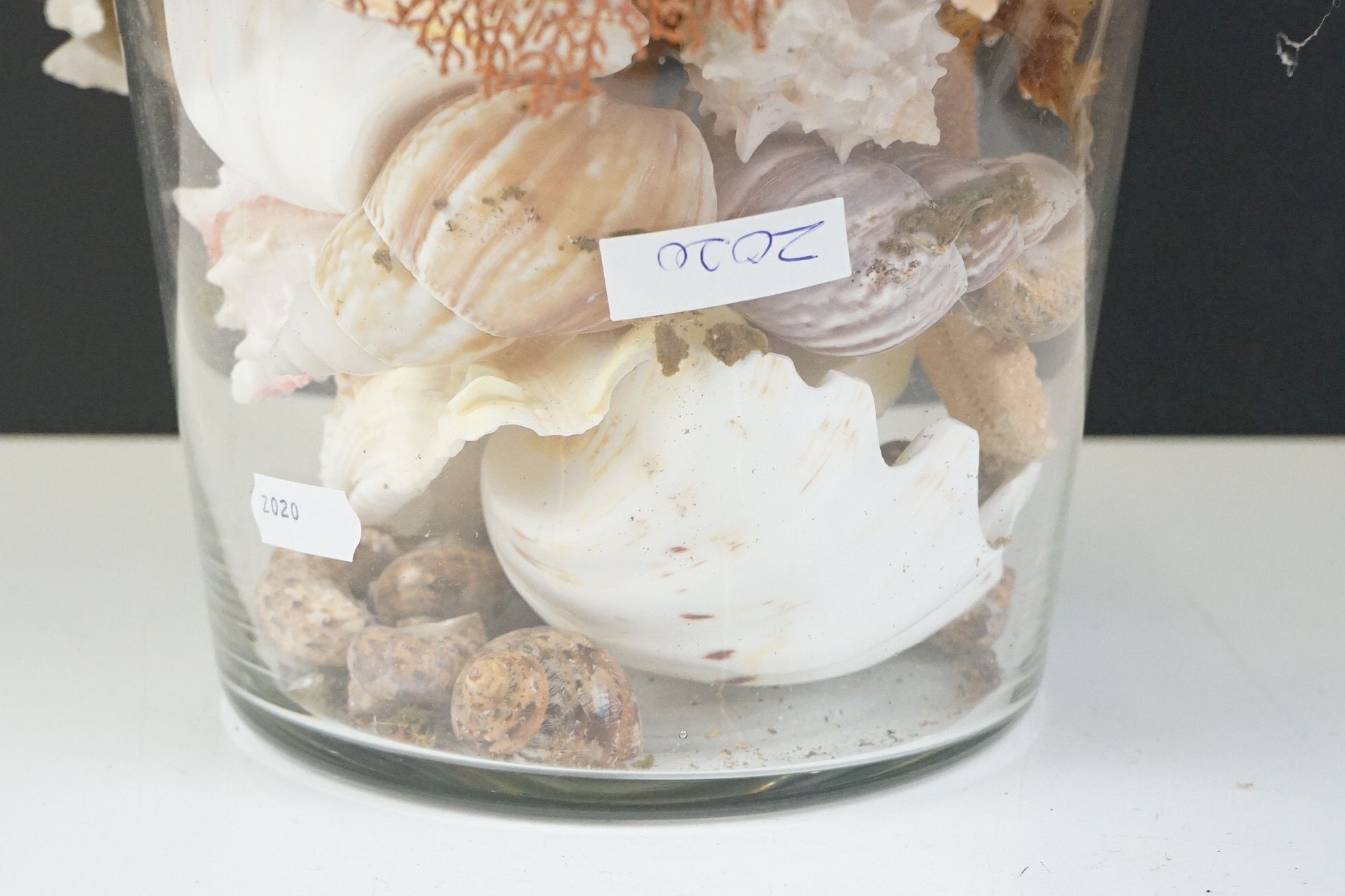 Table centrepiece presentation of sea shells to include conch shells, starfish, seaweed, paua - Image 8 of 10