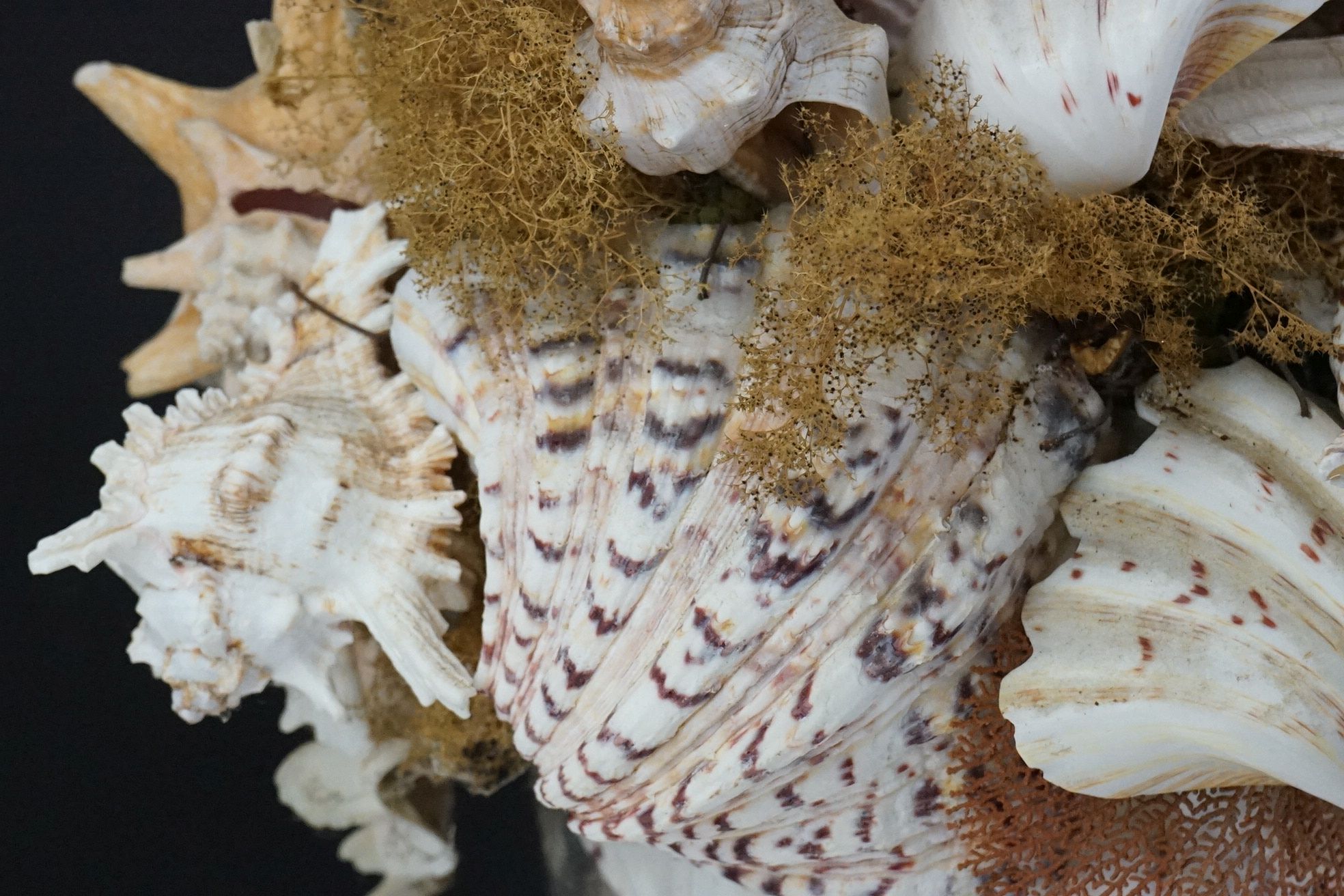 Table centrepiece presentation of sea shells to include conch shells, starfish, seaweed, paua - Image 7 of 10