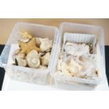 Large collection of sea shells to include conch shells, cowrie shells, star fish, sea urchins,