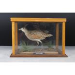 Taxidermy Corncrake stood on a naturalistic base within a display cabinet with four glazed sides,