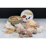 Collection of approximately Twenty Five Sea Shells including Lambis shells, one 30cm long, Conch