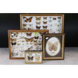 A collection of four framed and glazed butterflies and moths.