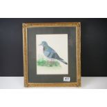 Fine Gilt Framed Watercolour Study of a Pigeon on Grassland