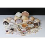 Collection of Sea Shells including Sea Urchin, Starfish, Cowrie Shells, Clams, etc